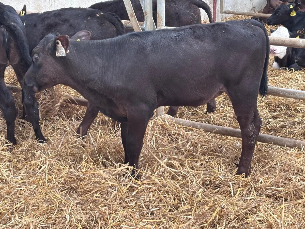 11 grass calves for sale - Image 3
