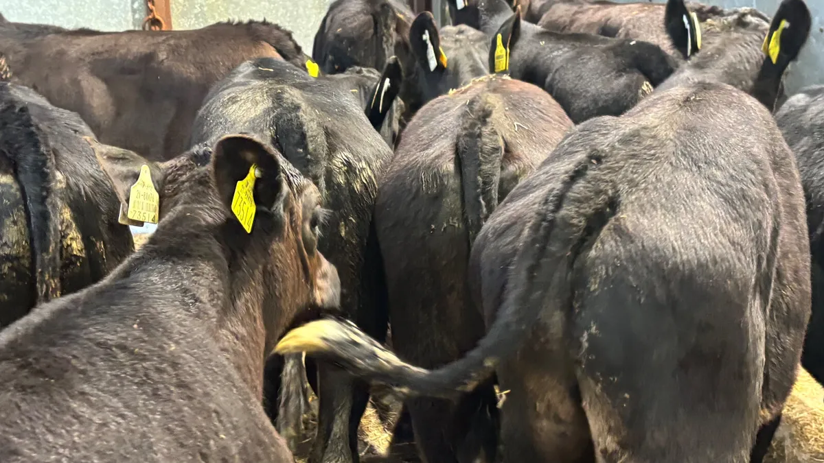 15 Quality Angus Bull Runners - Image 4