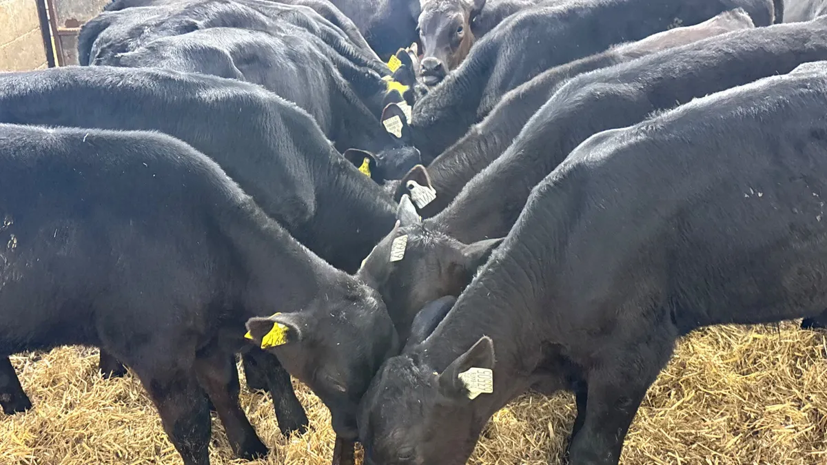 15 Quality Angus Bull Runners - Image 1