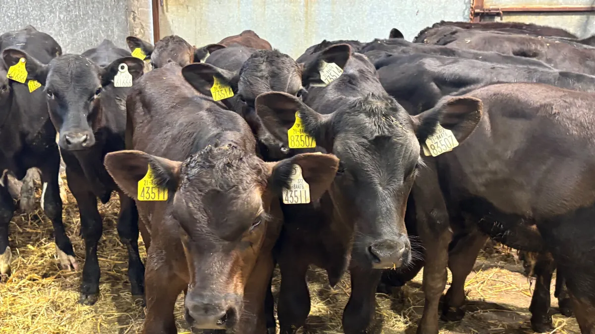 15 Quality Angus Bull Runners - Image 3