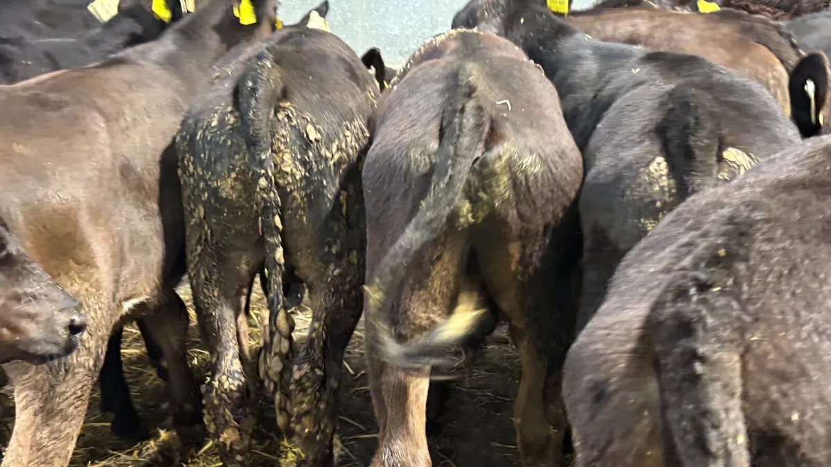 15 Quality Angus Bull Runners - Image 2