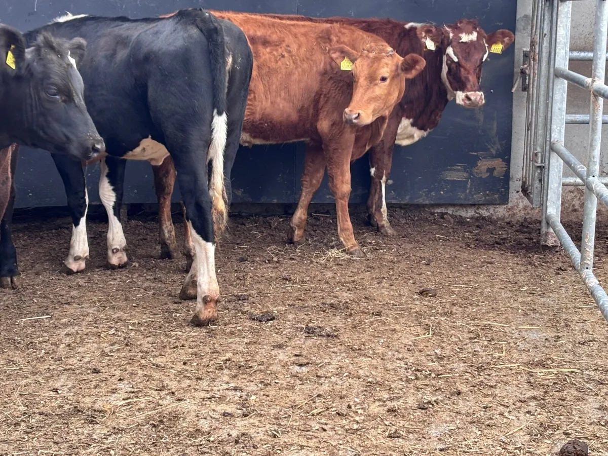 4 heifers for sale - Image 3