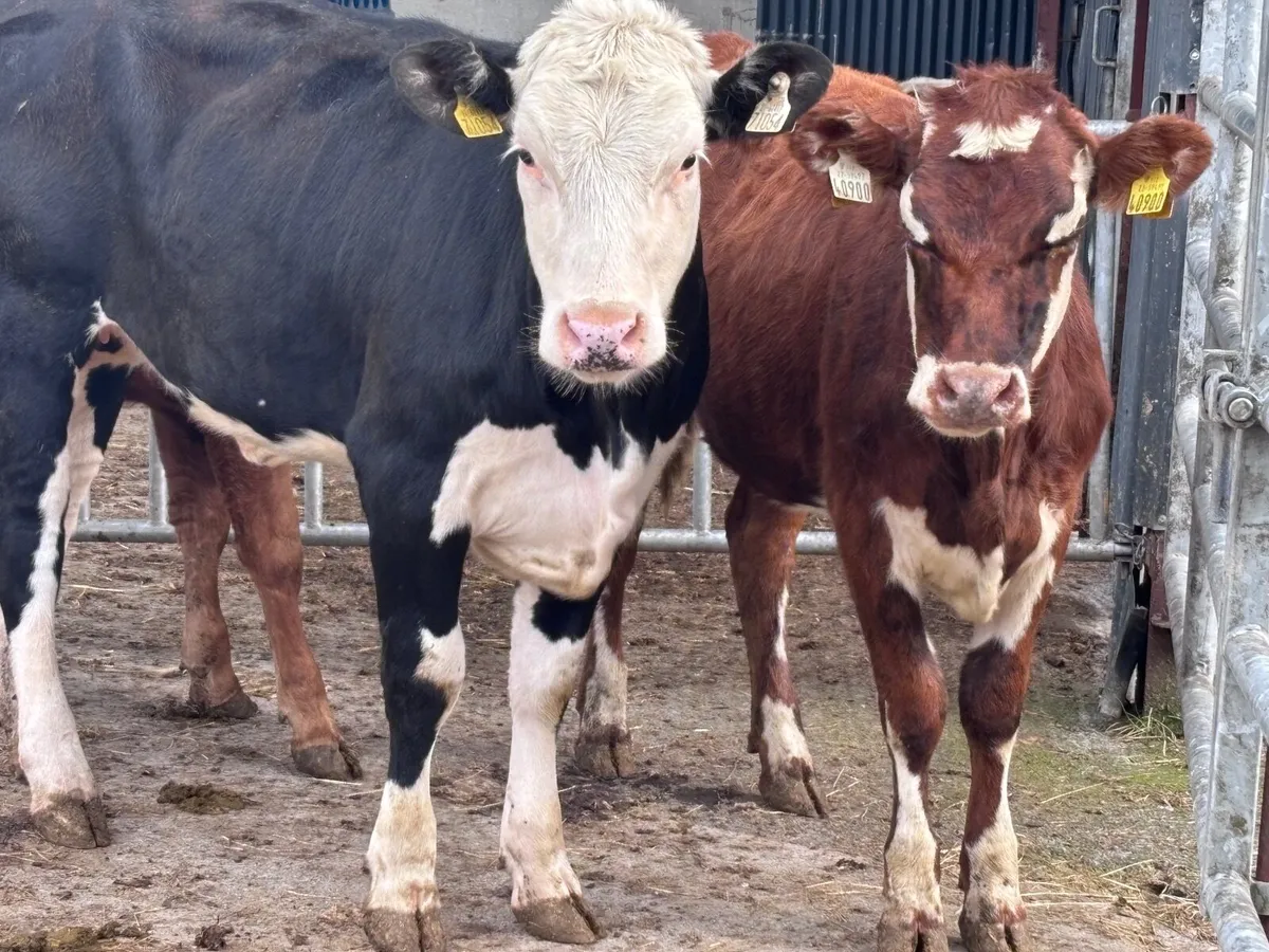 4 heifers for sale - Image 1