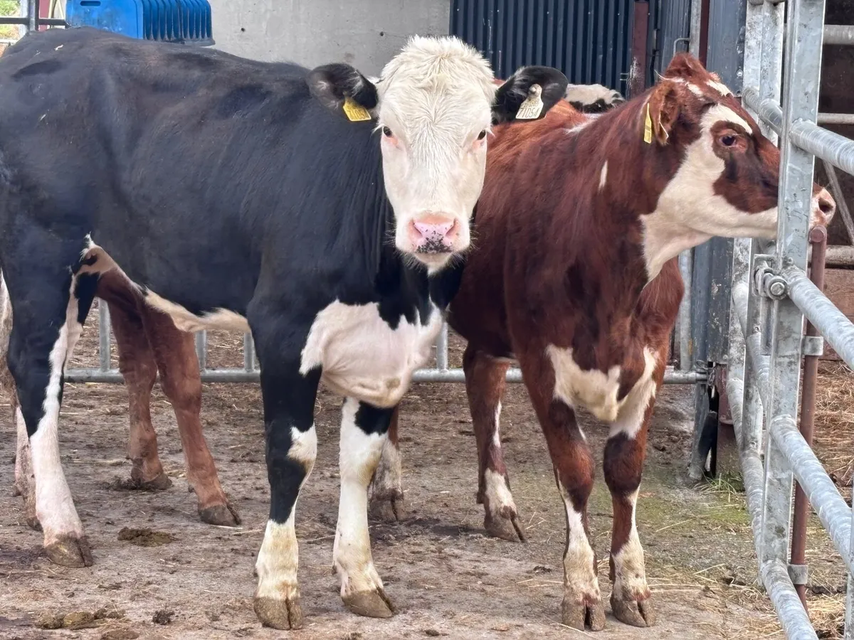 4 heifers for sale - Image 2