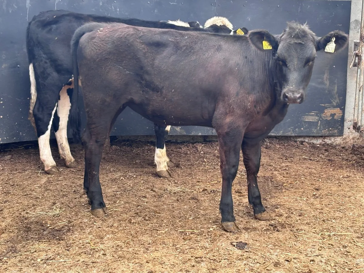4 heifers for sale - Image 4