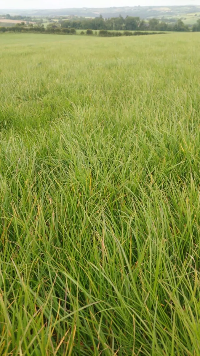 Silage Growing - Image 1