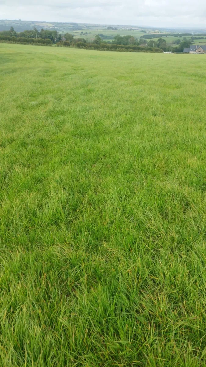 Silage Growing - Image 2