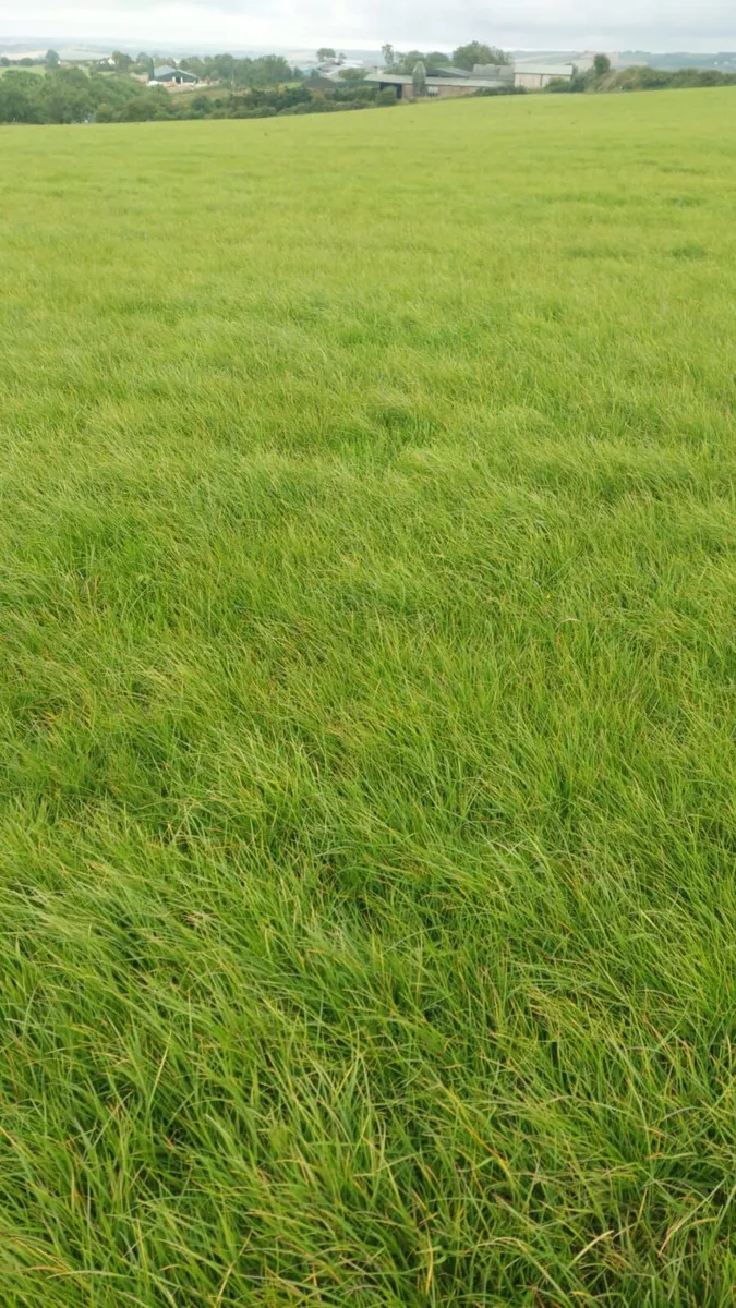 Silage Growing - Image 3