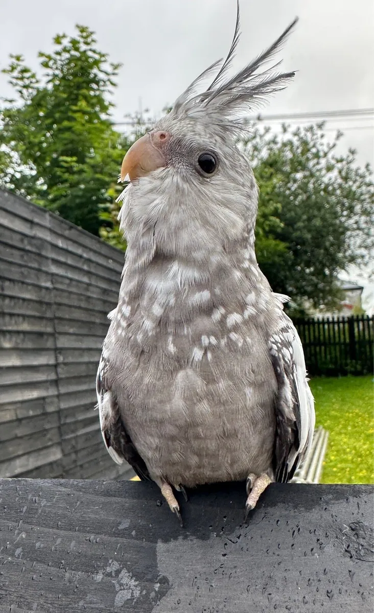 Hand reared Baby Cocktail - Image 3