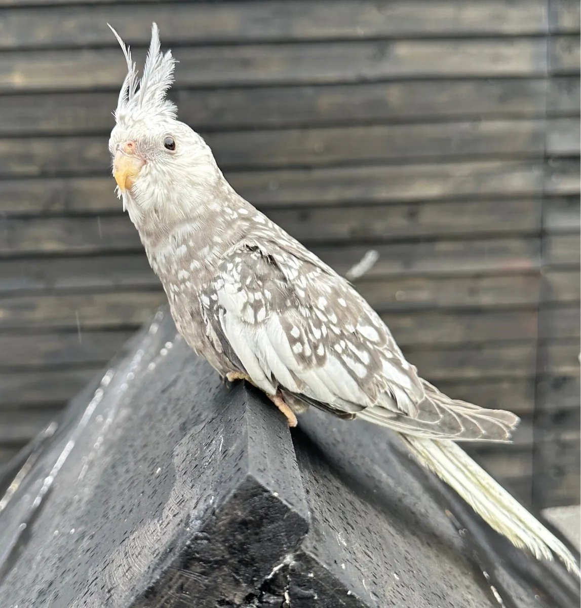 Hand reared Baby Cocktail - Image 4