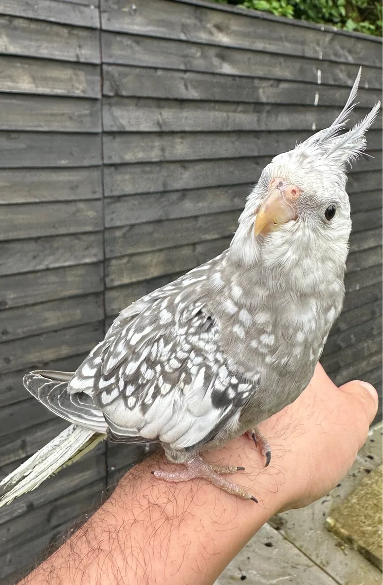 Hand reared Baby Cocktail - Image 1