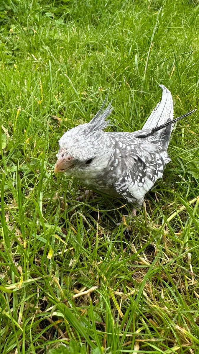 Hand reared Baby Cocktail - Image 2