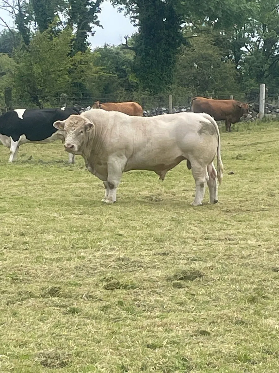 Charolais bull - Image 1