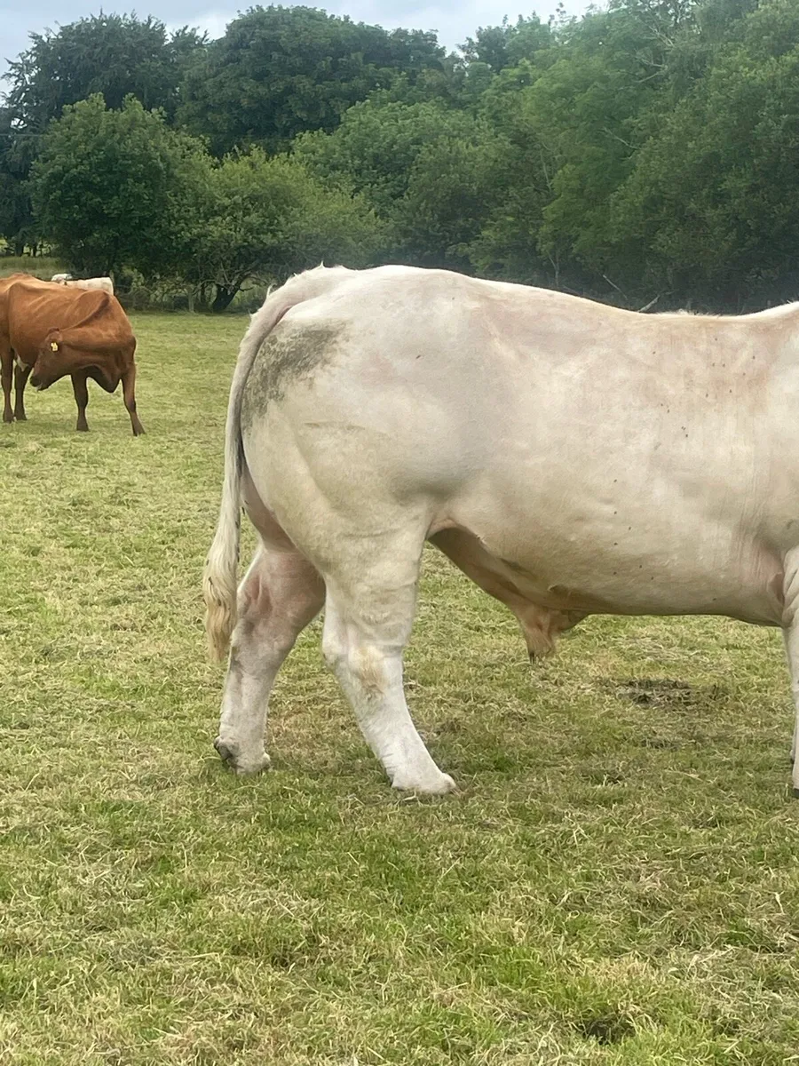 Charolais bull - Image 2