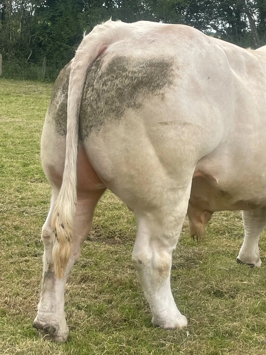 Charolais bull - Image 3