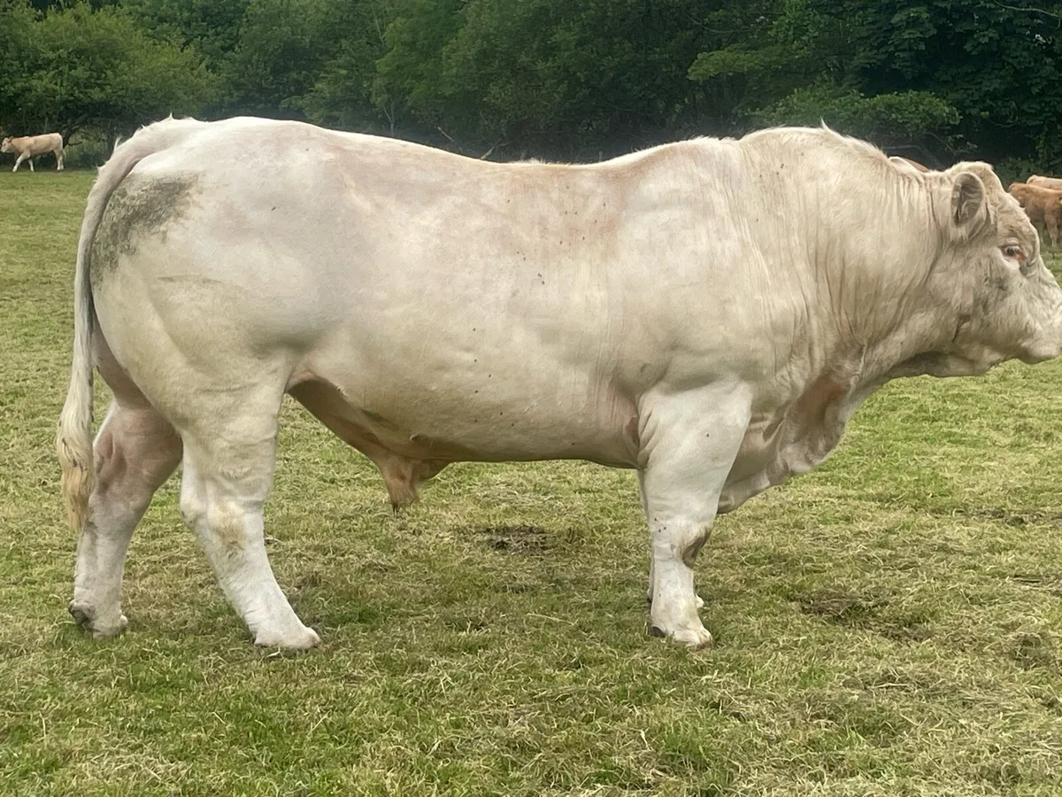 Charolais bull - Image 4