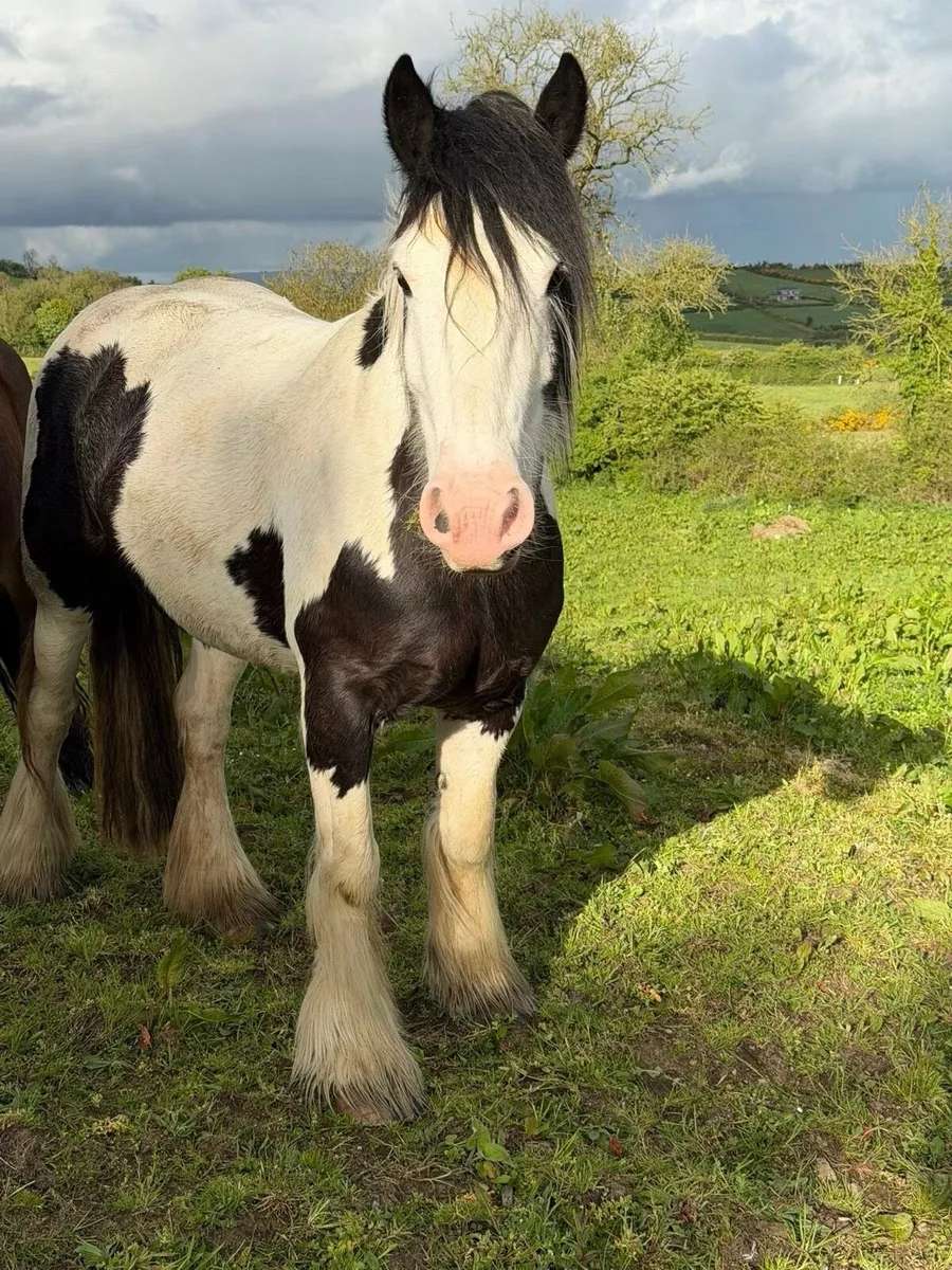Irish cob filly - Image 2