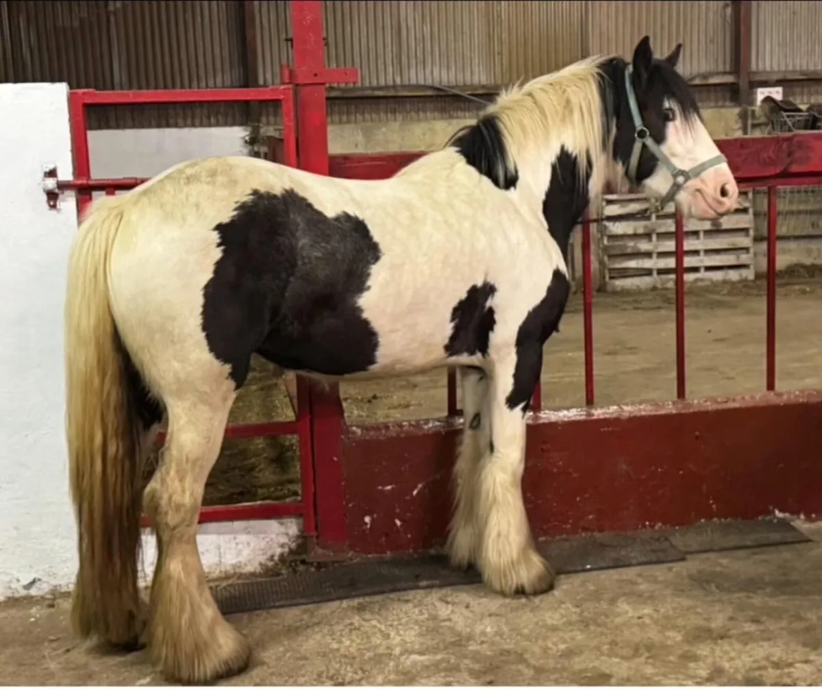 Irish cob filly - Image 3