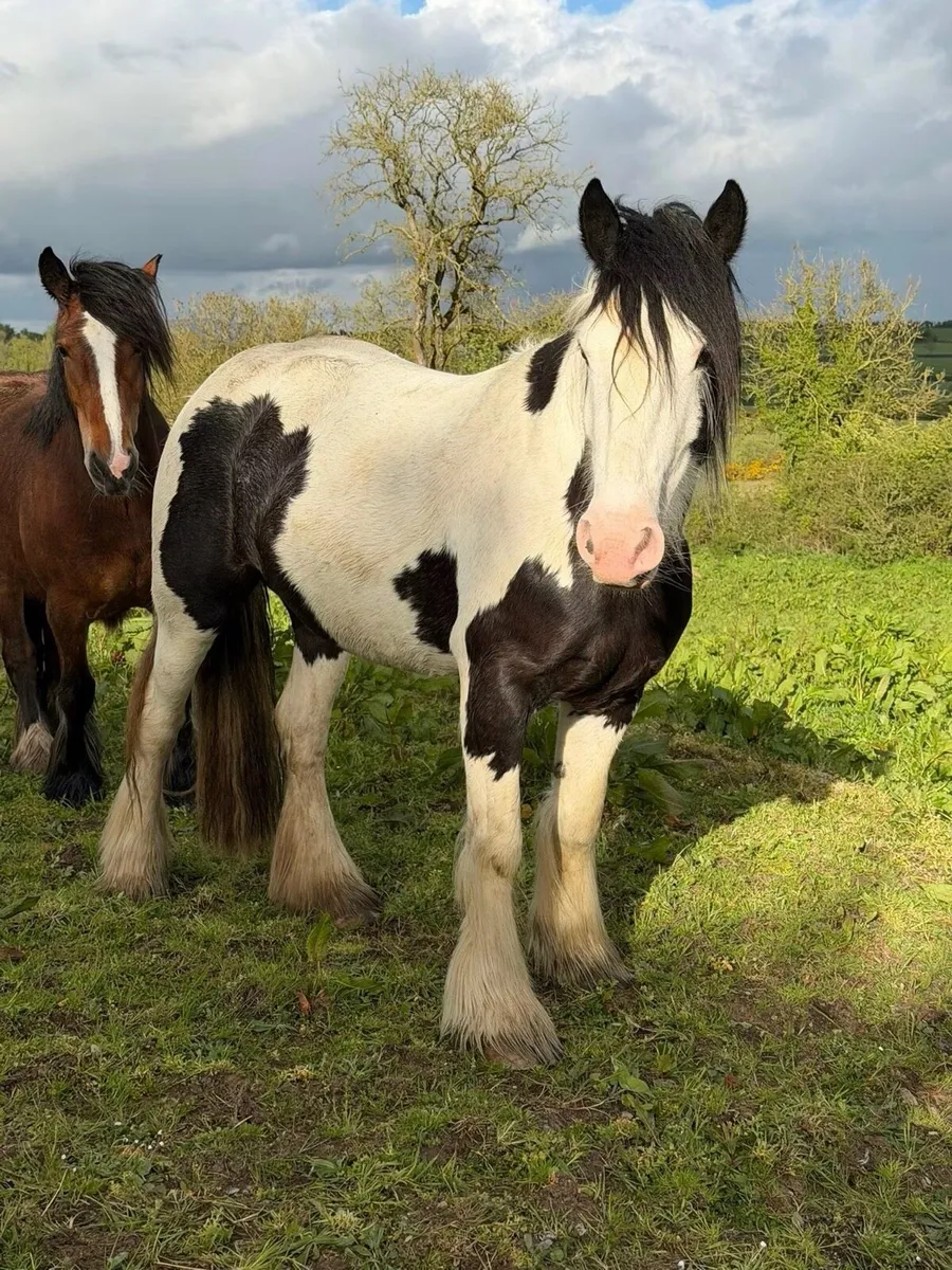 Irish cob filly - Image 1