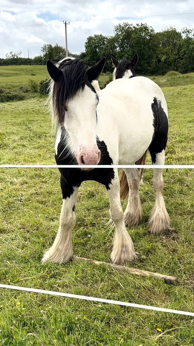 Irish cob filly - Image 4
