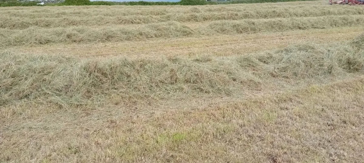 Hay - Image 3