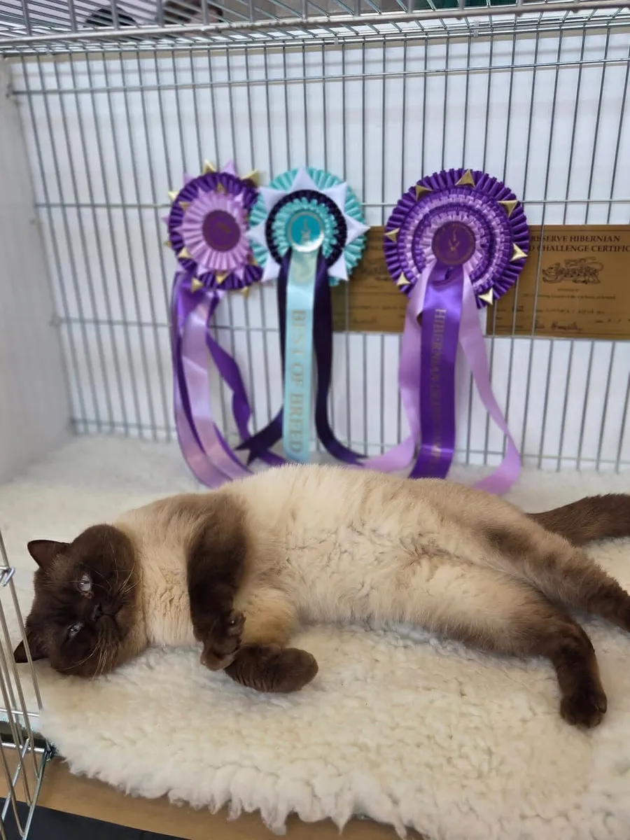 British Shorthair Kittens - Image 4