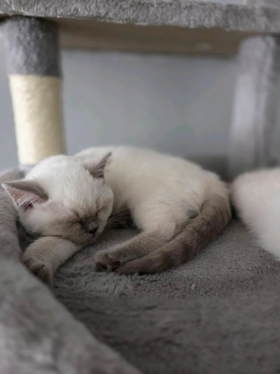 British Shorthair Kittens - Image 2