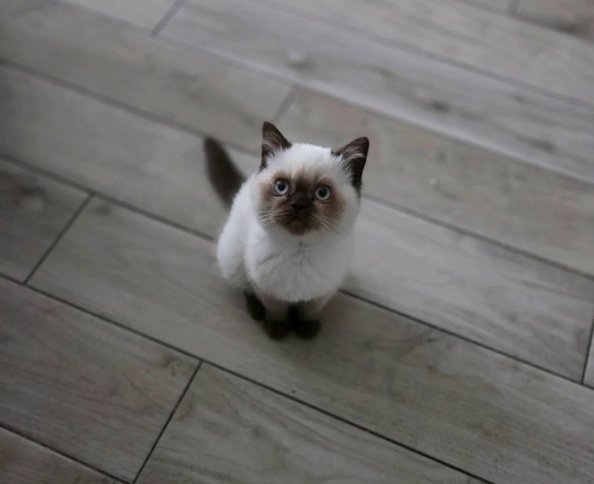 British Shorthair Kittens - Image 1