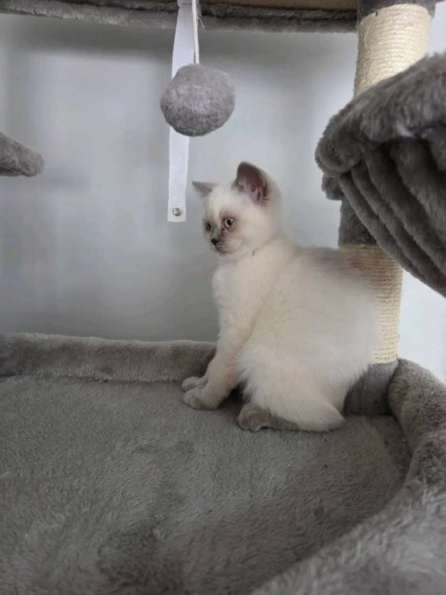 British Shorthair Kittens - Image 3