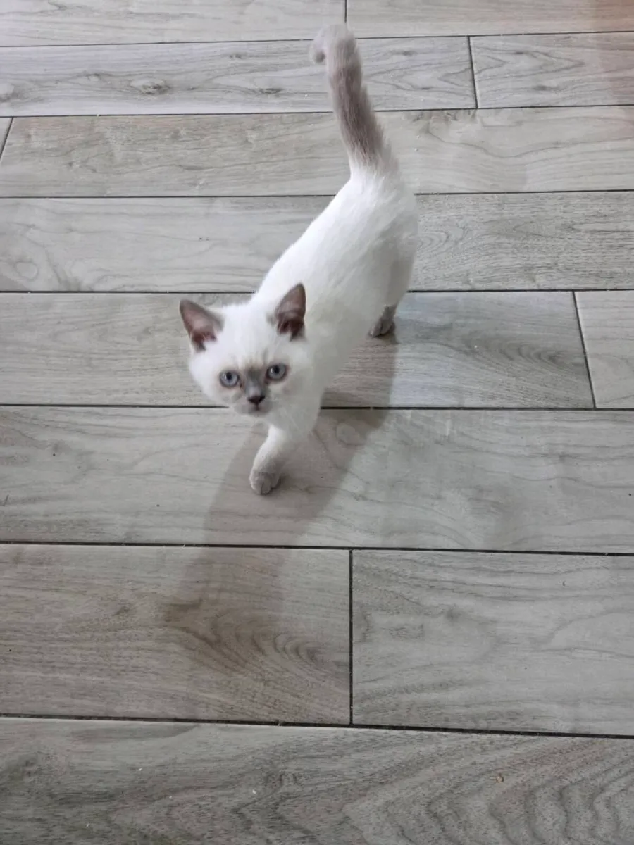 British Shorthair Kittens - Image 4