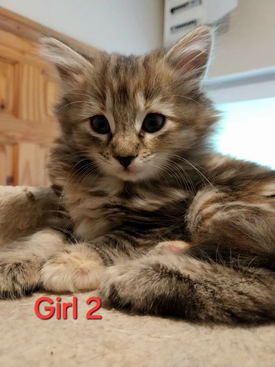 ❤️ 4 Beautiful Female Kittens ❤️ - Image 3