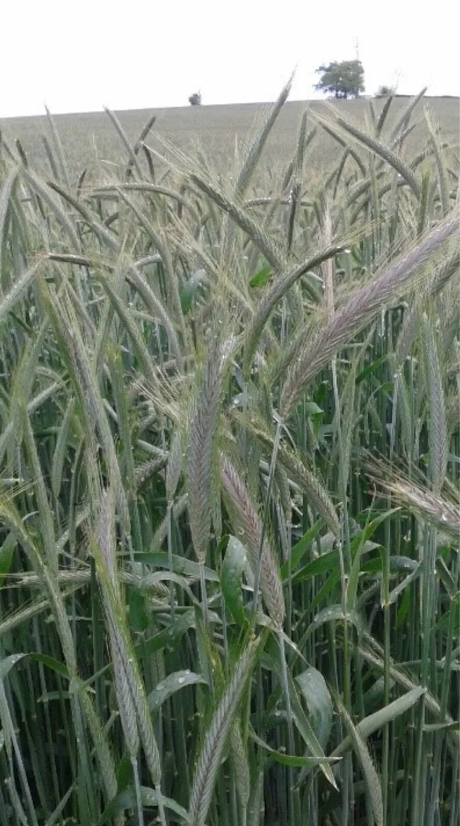 Wholecrop rye