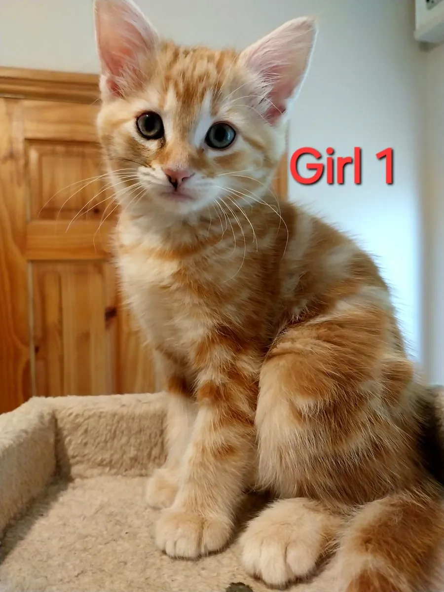 ❤️ 4 Beautiful Female Kittens ❤️ - Image 2