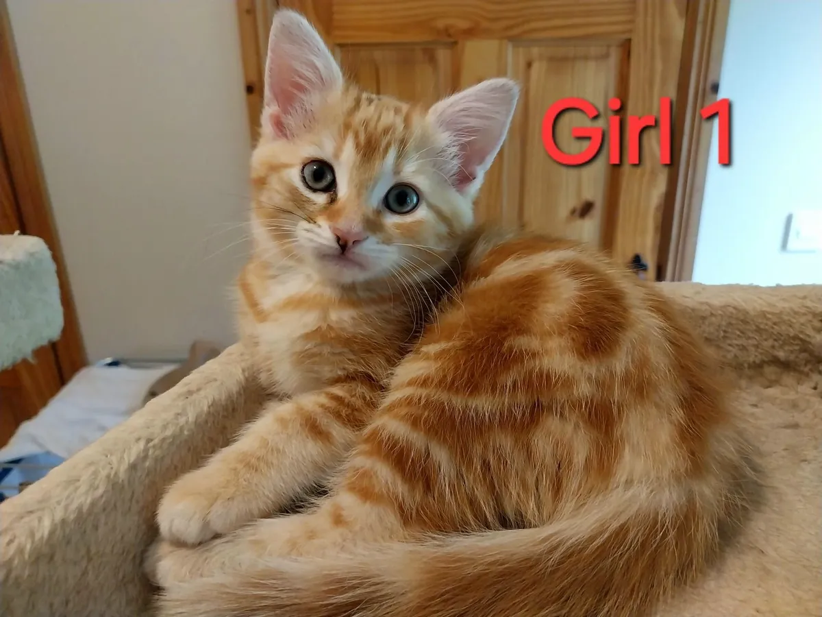 ❤️ 4 Beautiful Female Kittens ❤️ - Image 4