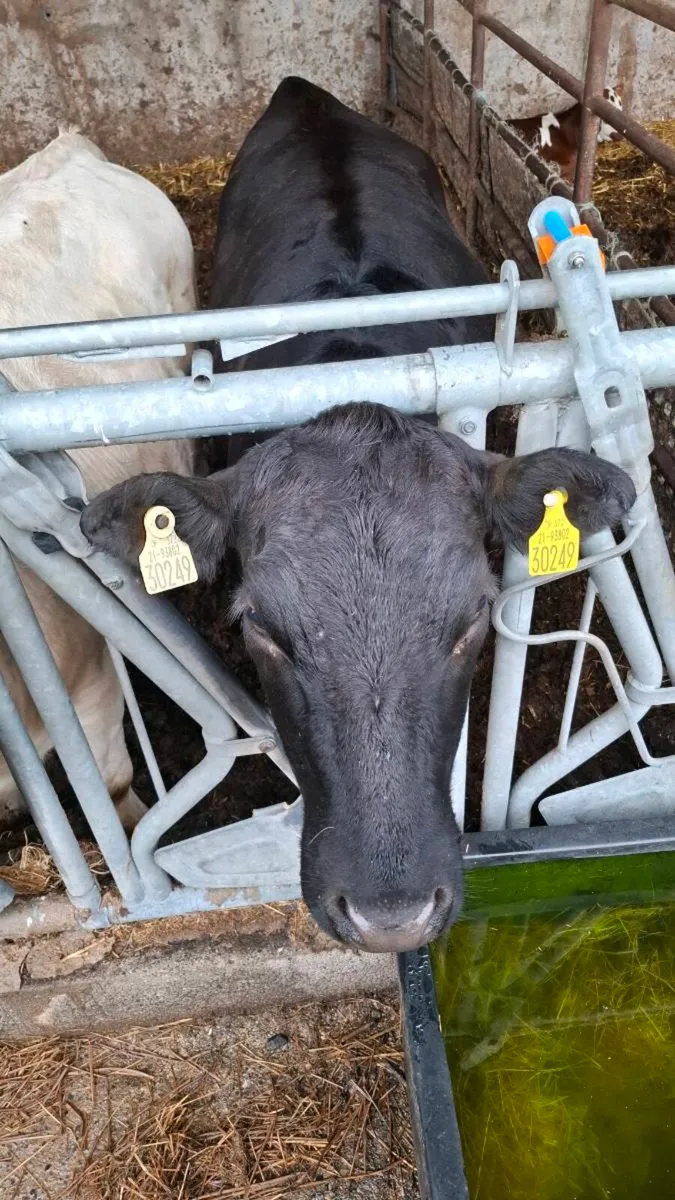Wagyu Heifer lot 885 - Image 1