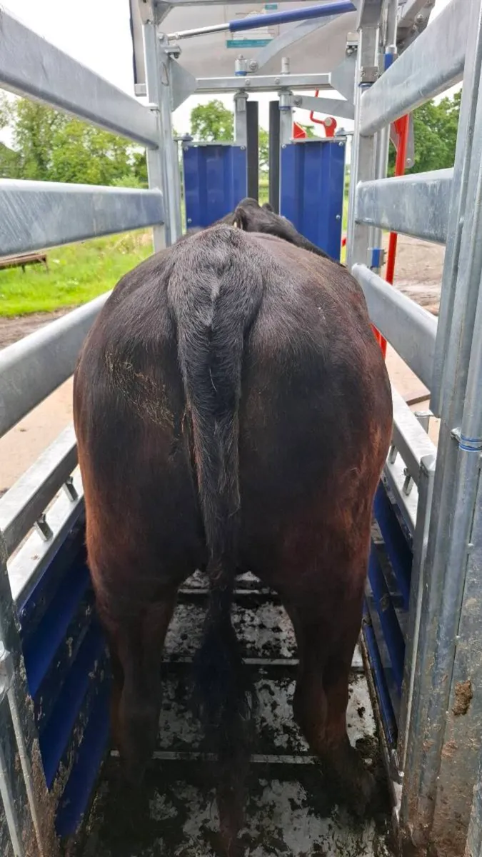 Wagyu Heifer lot 885 - Image 2