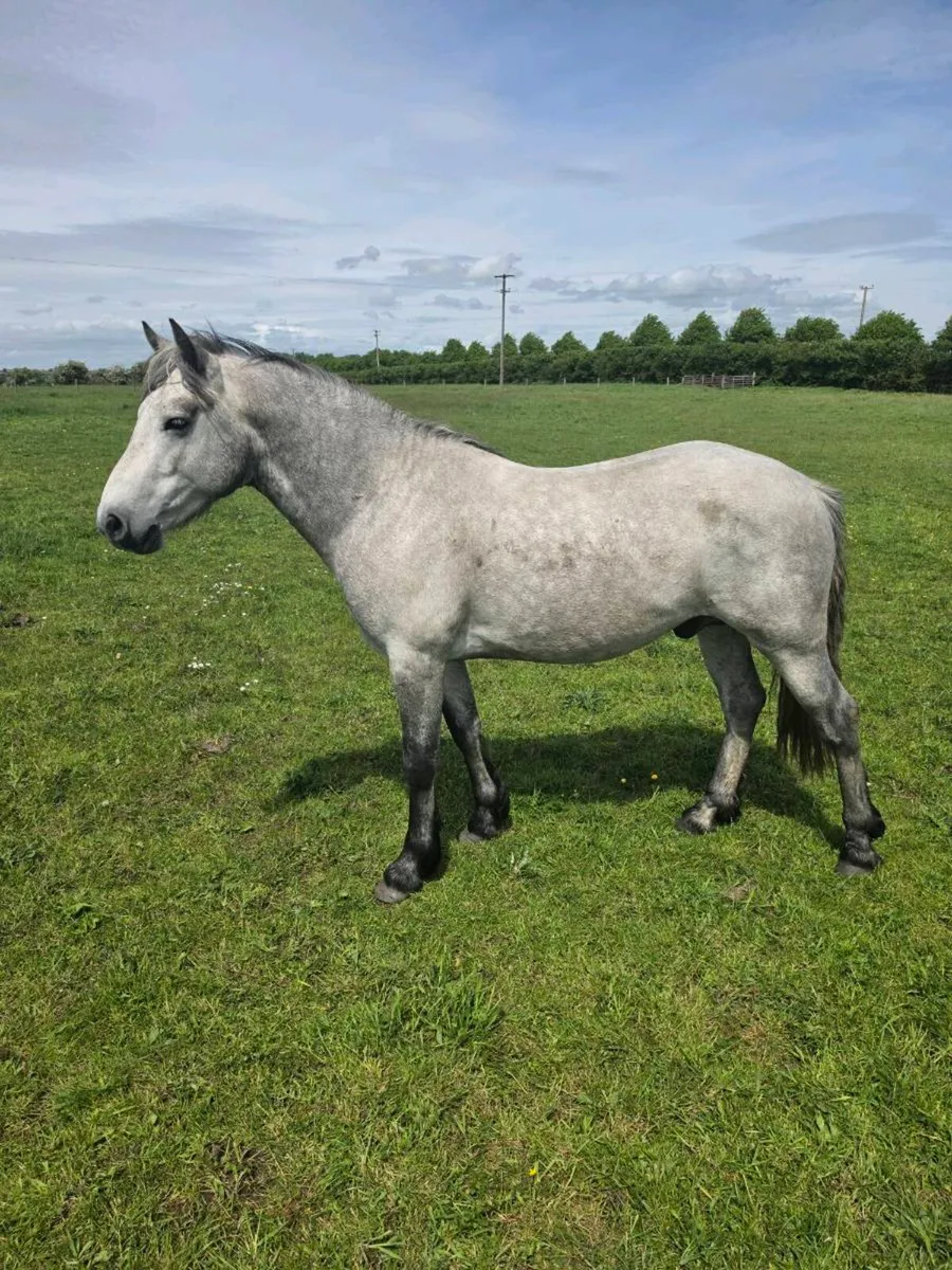 3 year old connemara gelding - Image 2