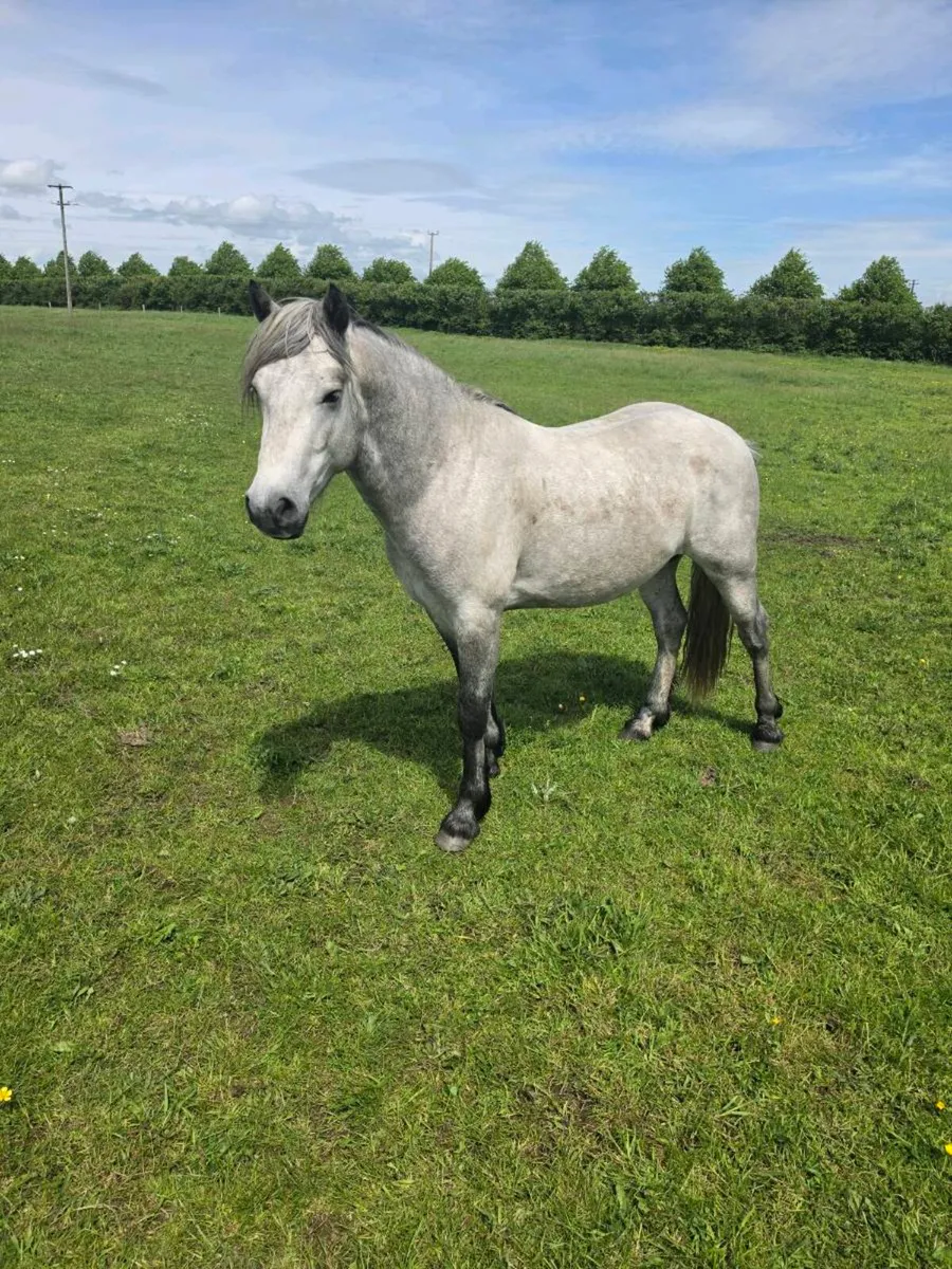 3 year old connemara gelding - Image 3