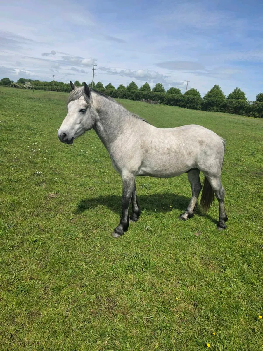 3 year old connemara gelding - Image 1