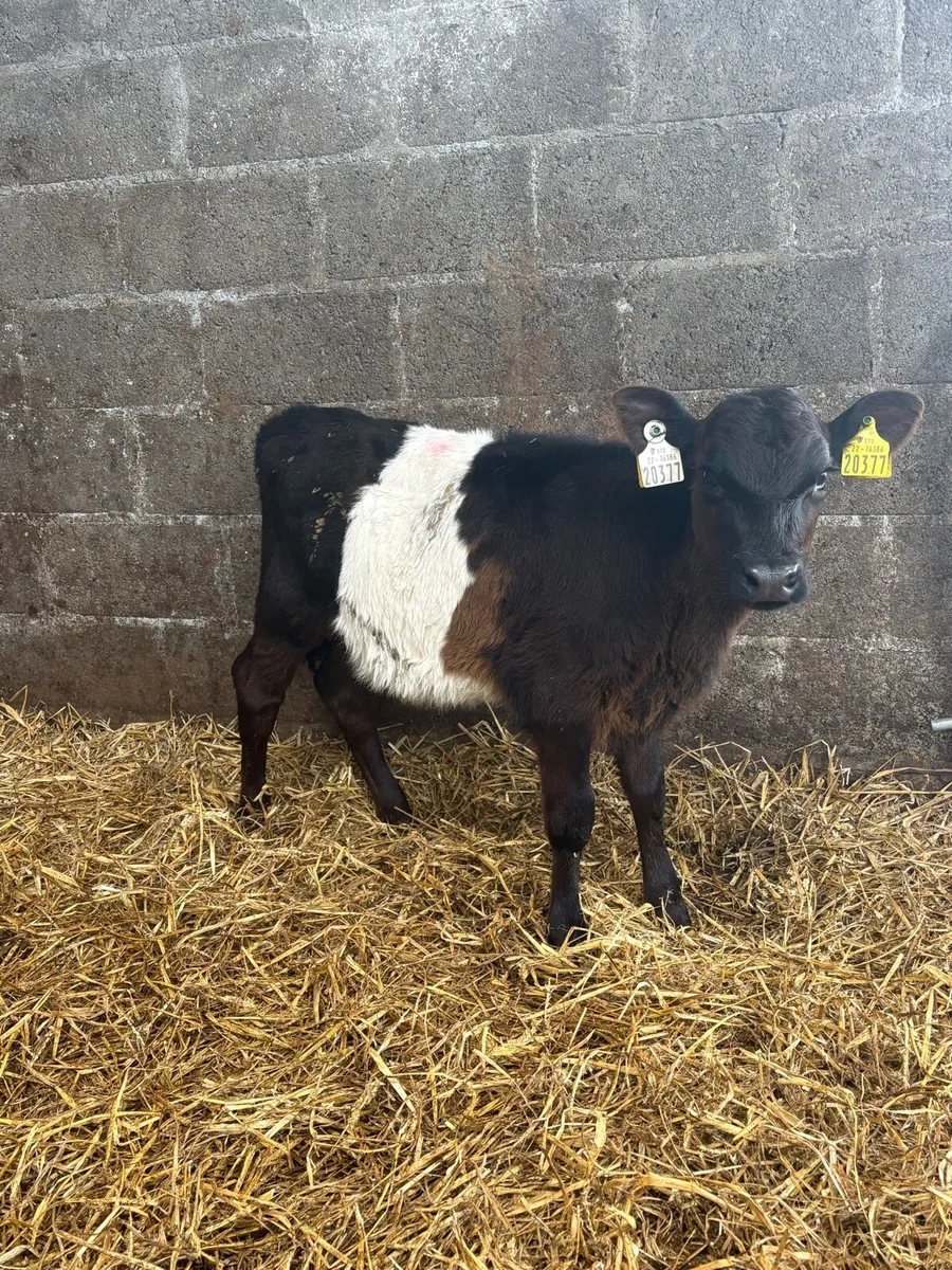 Belted Galloway heifer calf