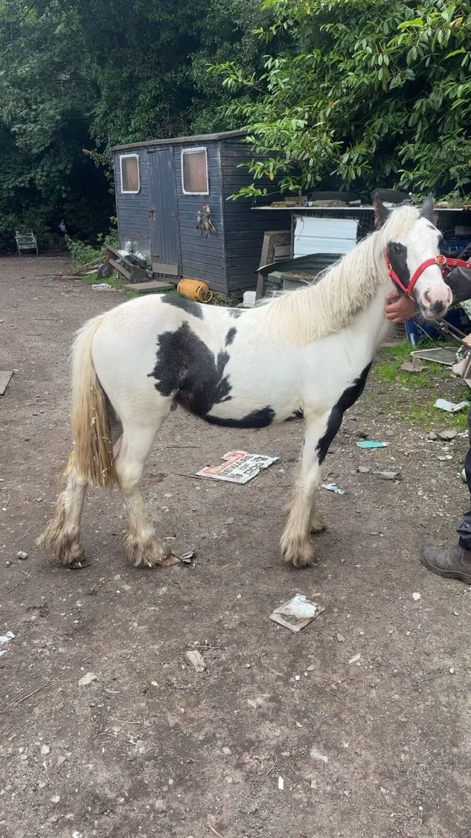 7 month old cob colt - Image 1