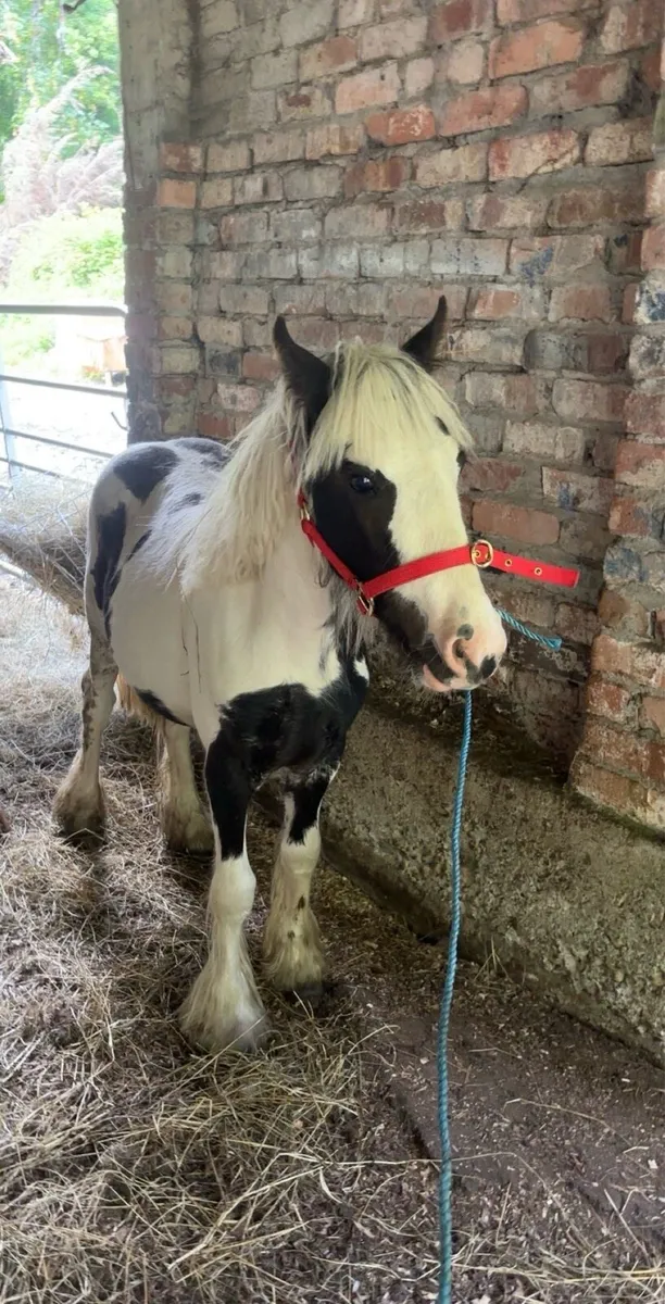 7 month old cob colt - Image 2