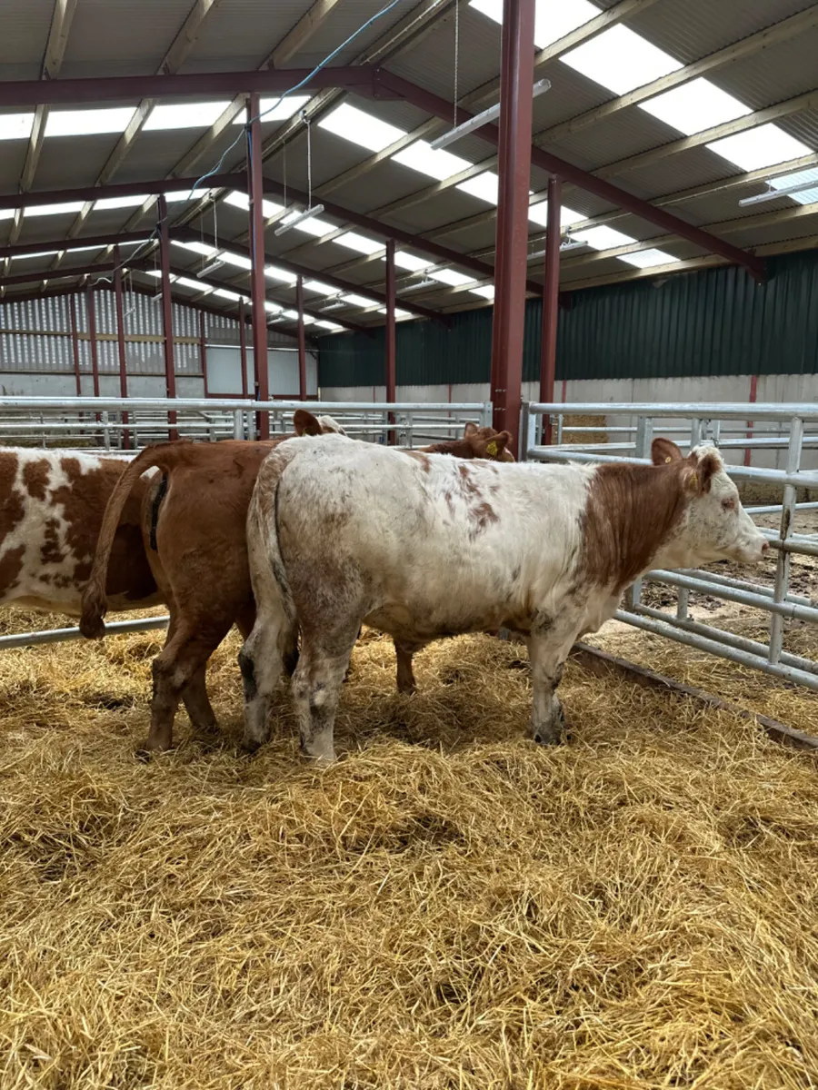 Cow makers - Image 2