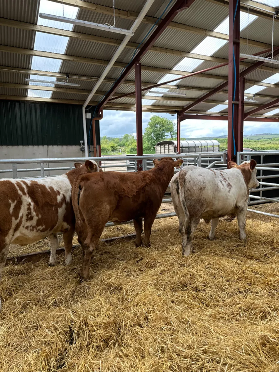 Cow makers - Image 4