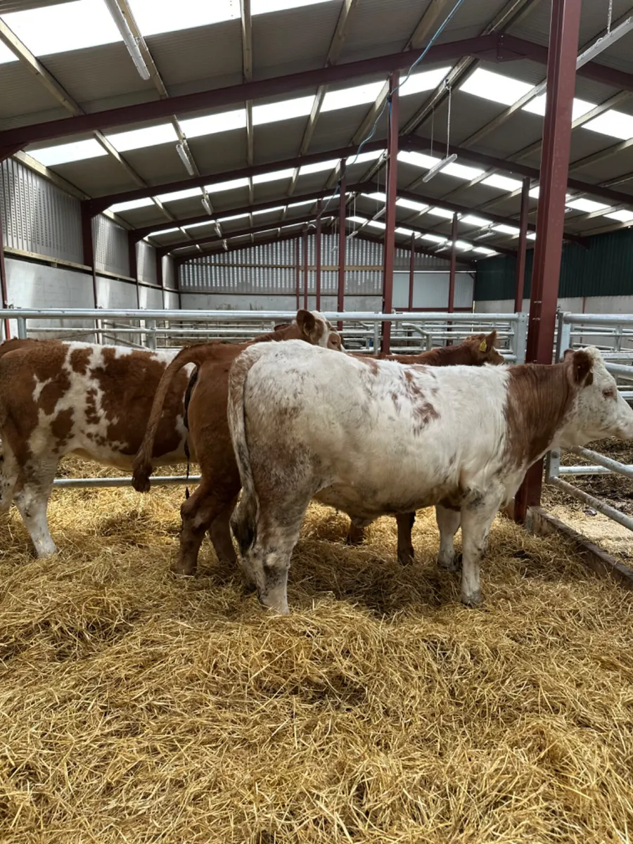 Cow makers - Image 1