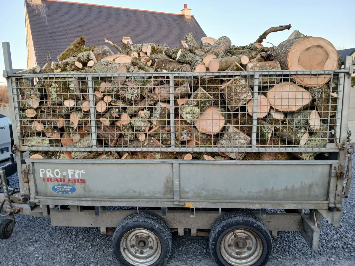 Ash Firewood - Image 1