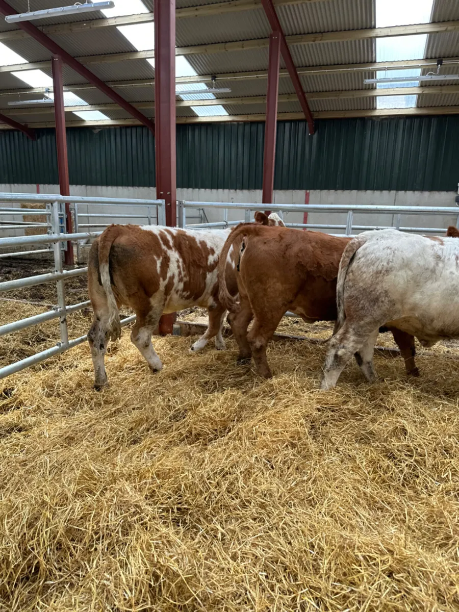 Cow makers - Image 3