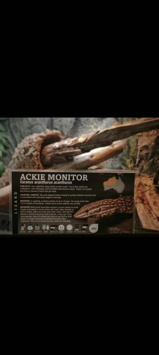 Juvenile ackie monitor and fully set up enclosure - Image 2