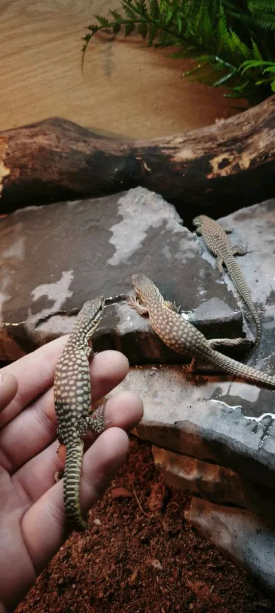 Juvenile ackie monitor and fully set up enclosure - Image 3