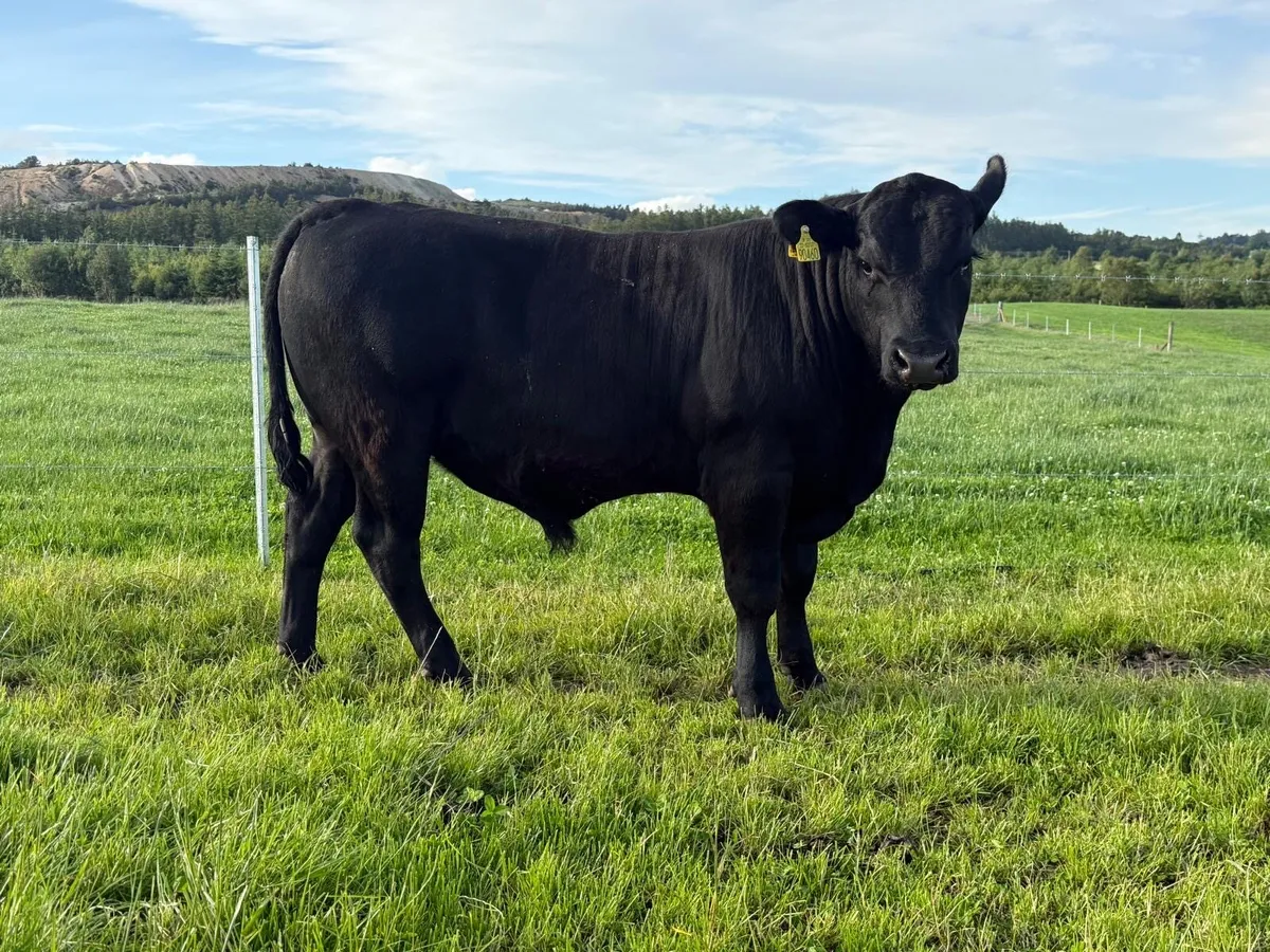 Pb Aberdeen Angus bull - Image 3